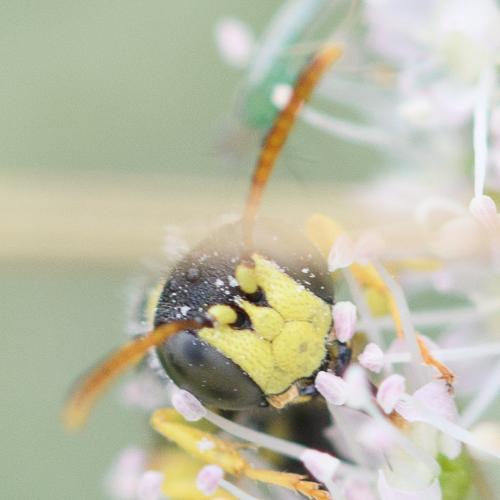 Cerceris sp.
